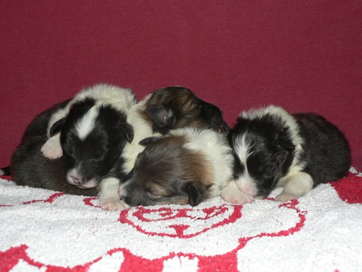 des deux étoiles - Shetland Sheepdog - Portée née le 09/11/2010
