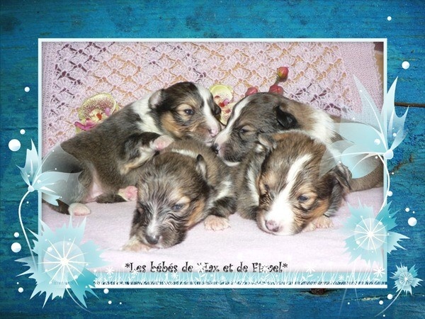 des deux étoiles - Shetland Sheepdog - Portée née le 18/11/2011