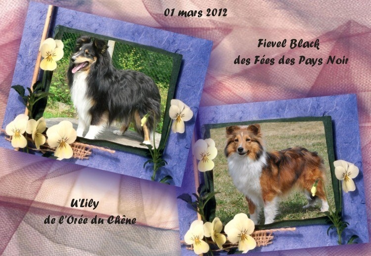 des deux étoiles - Shetland Sheepdog - Portée née le 05/05/2012