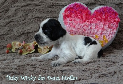 Chiot 1 - Tinky Winky des Deux Etoiles