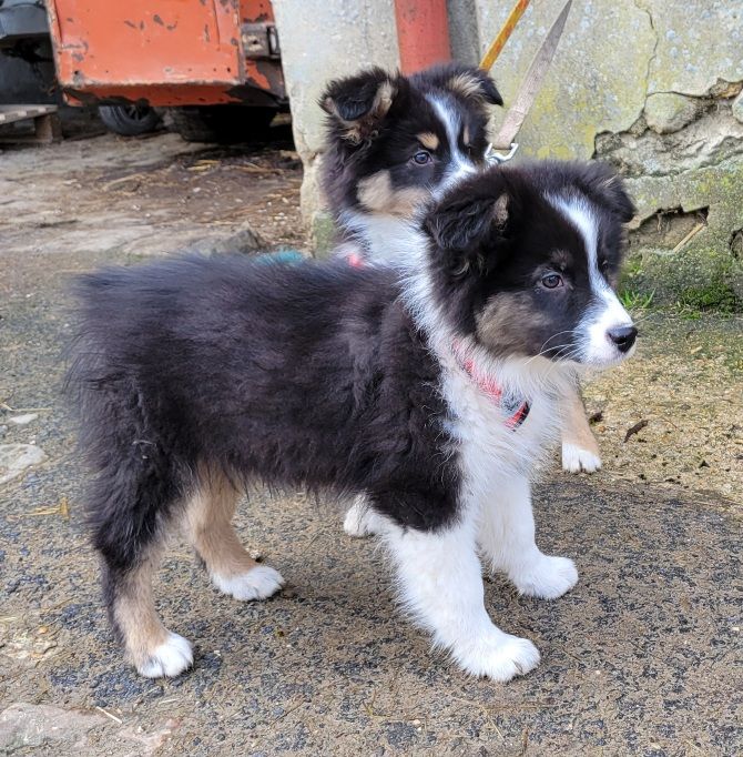 des deux étoiles - Chiot disponible  - Berger Australien