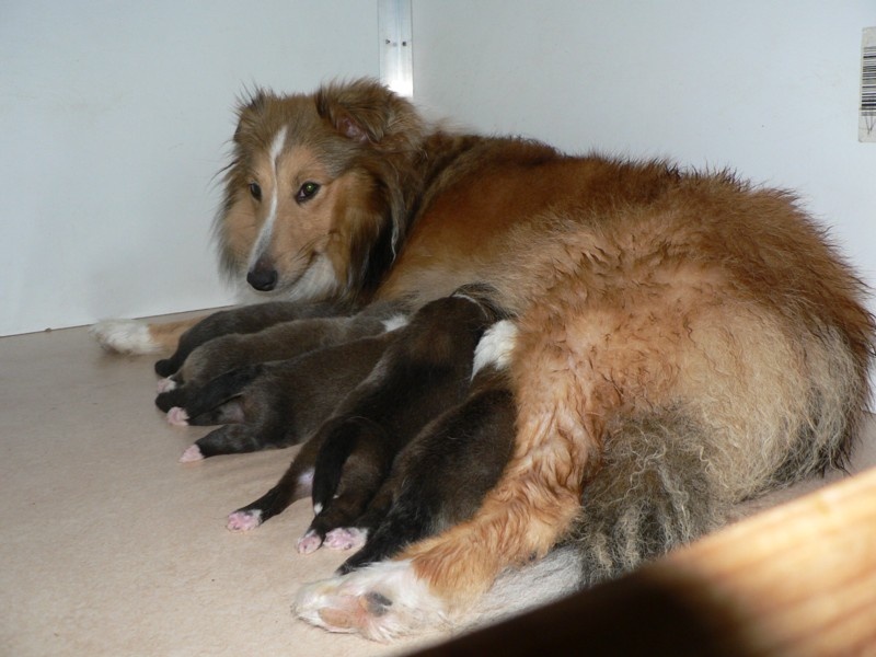 des deux étoiles - Shetland Sheepdog - Portée née le 11/08/2010