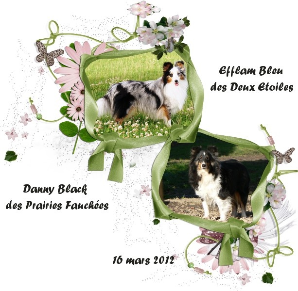 des deux étoiles - Shetland Sheepdog - Portée née le 15/05/2012