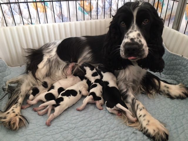 chiot Cocker Spaniel Anglais des deux étoiles