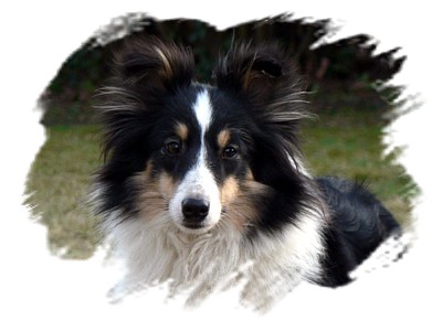 Boutchy des deux étoiles