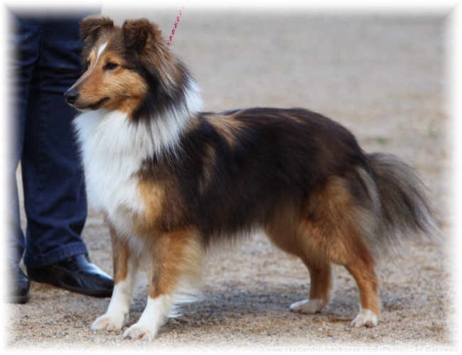 Falling star des deux étoiles