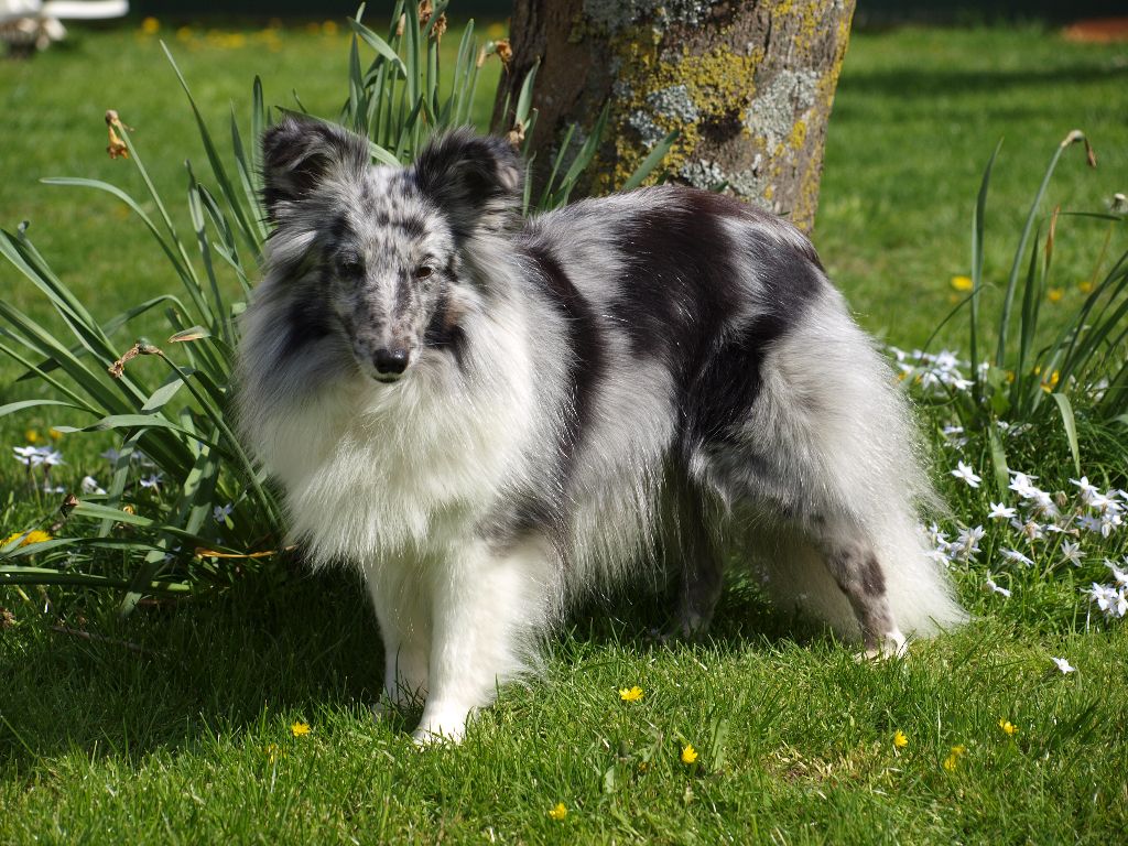 Inoki argentee des deux étoiles