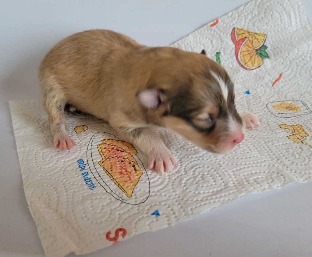 Naissance des bébés de Sarabi et Splash