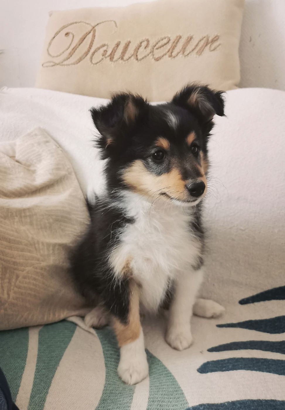des deux étoiles - Chiots disponibles - Shetland Sheepdog