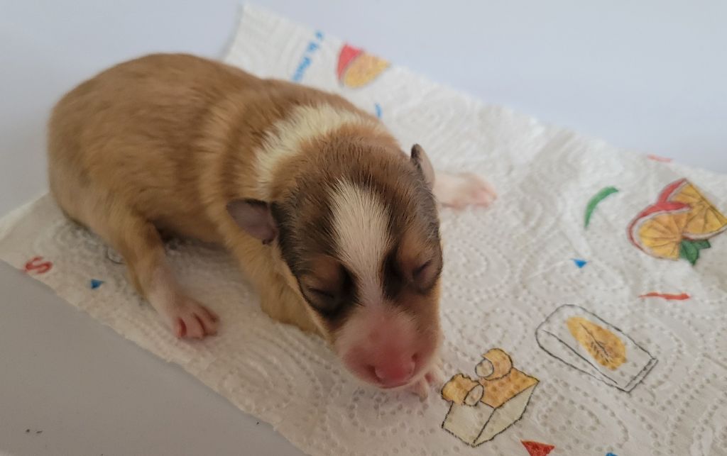 des deux étoiles - Chiots disponibles - Shetland Sheepdog