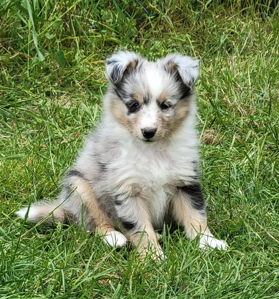 des deux étoiles - Chiots disponibles - Shetland Sheepdog