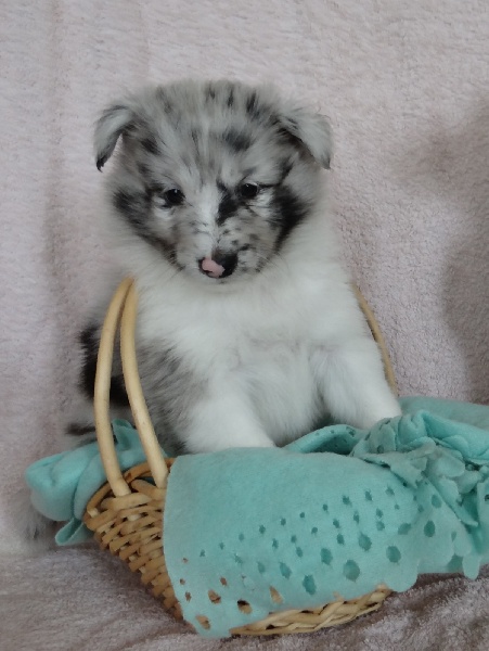 des deux étoiles - Shetland Sheepdog - Portée née le 16/05/2013
