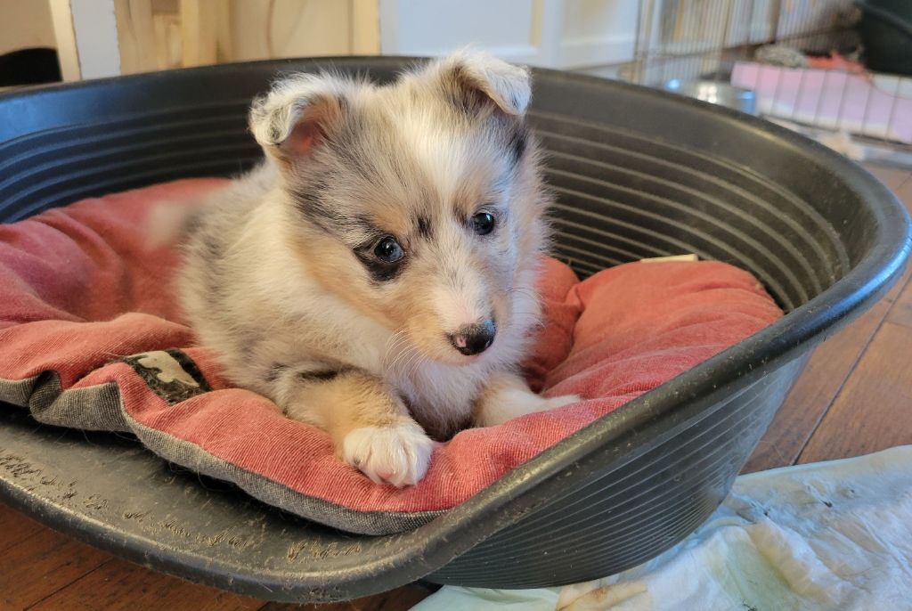 des deux étoiles - Chiots disponibles - Shetland Sheepdog