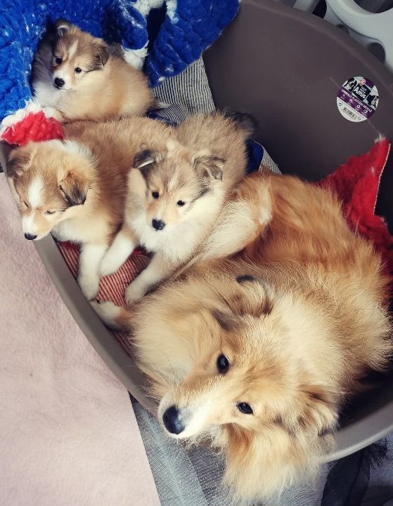 Chiot Shetland Sheepdog des deux étoiles