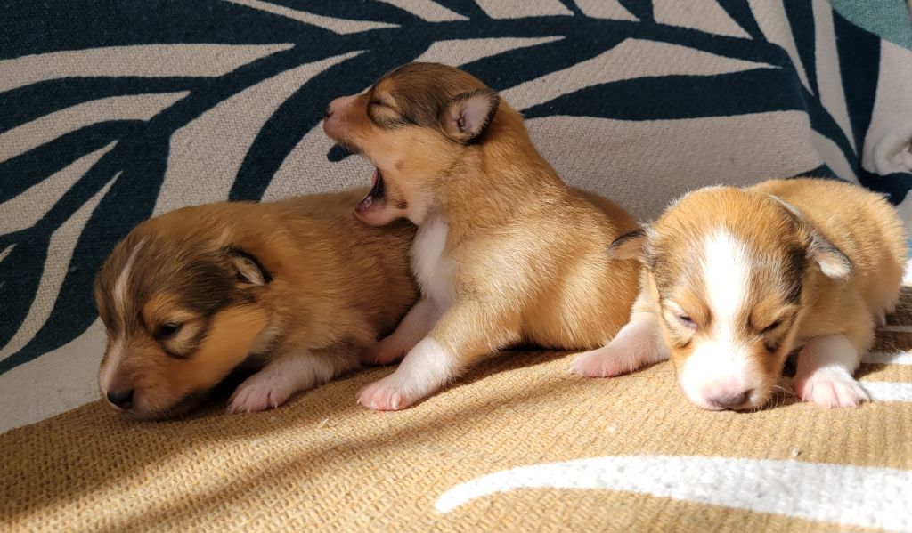 des deux étoiles - Shetland Sheepdog - Portée née le 29/08/2025