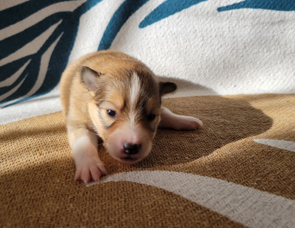 des deux étoiles - Chiots disponibles - Shetland Sheepdog