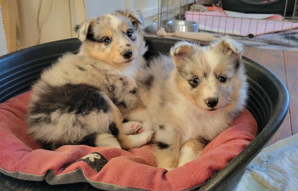 des deux étoiles - Shetland Sheepdog - Portée née le 19/03/2025