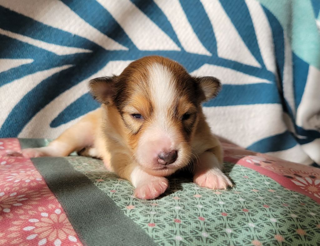 des deux étoiles - Chiots disponibles - Shetland Sheepdog