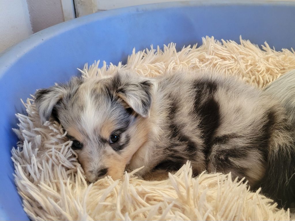 des deux étoiles - Chiots disponibles - Shetland Sheepdog